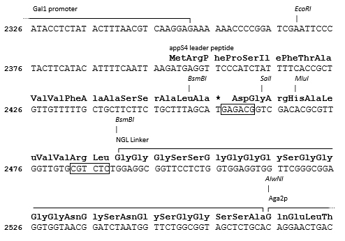 pYDL-12 cloning site